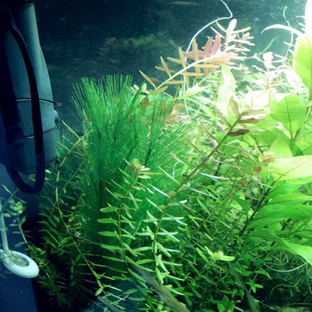 1/3Pcs 28/40cm Aquarium Aquari – Live Plant Aquarium Bewertung und Preis