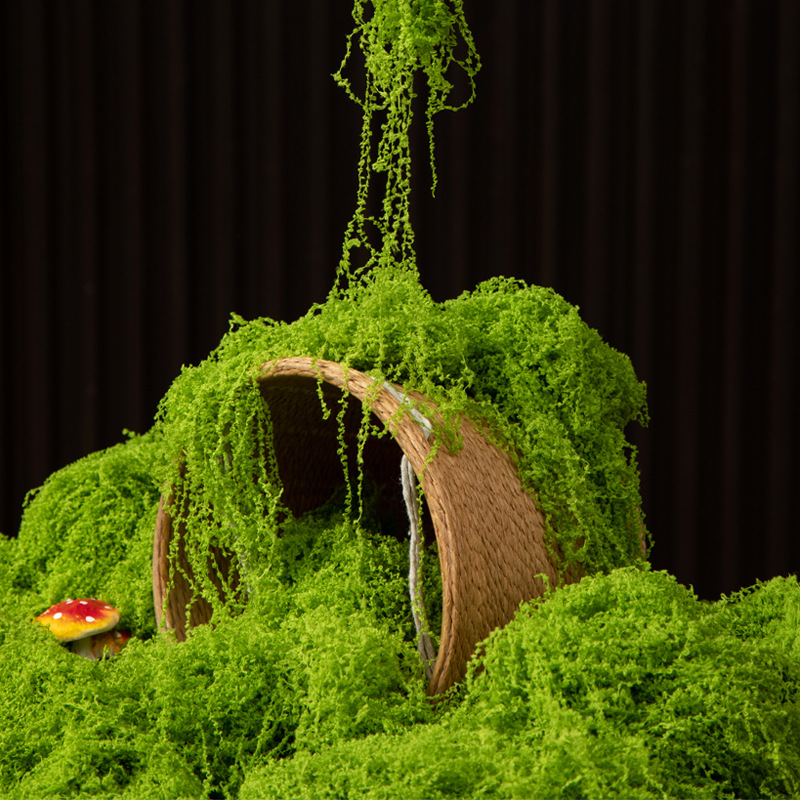 200g Ewiges Leben Moos DIY Bas – Aquarium Moss Bewertung und Preis