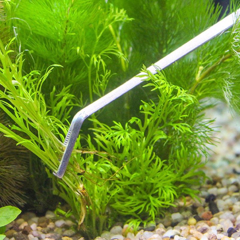 Professionelles Aquarium-Wartu – Live Plant Aquarium Bewertung und Preis