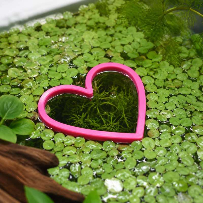 Herzförmiger Schwimmender Fisc – Aquarium Fertilizer Bewertung und Preis