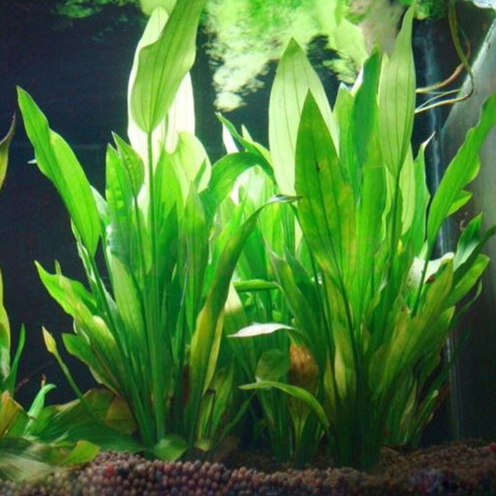 15cm künstliches Aquarium Deko – Live Plant Aquarium Bewertung und Preis