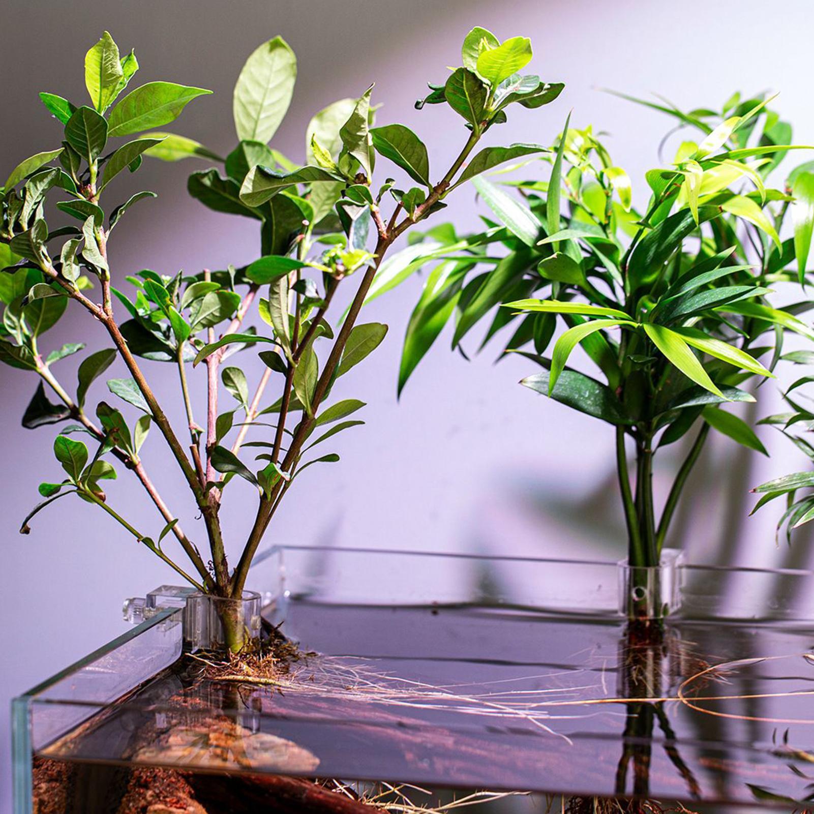 6 Stück Aquarium-Pflanzenhalte – Aquarium Plants Live Bewertung und Preis
