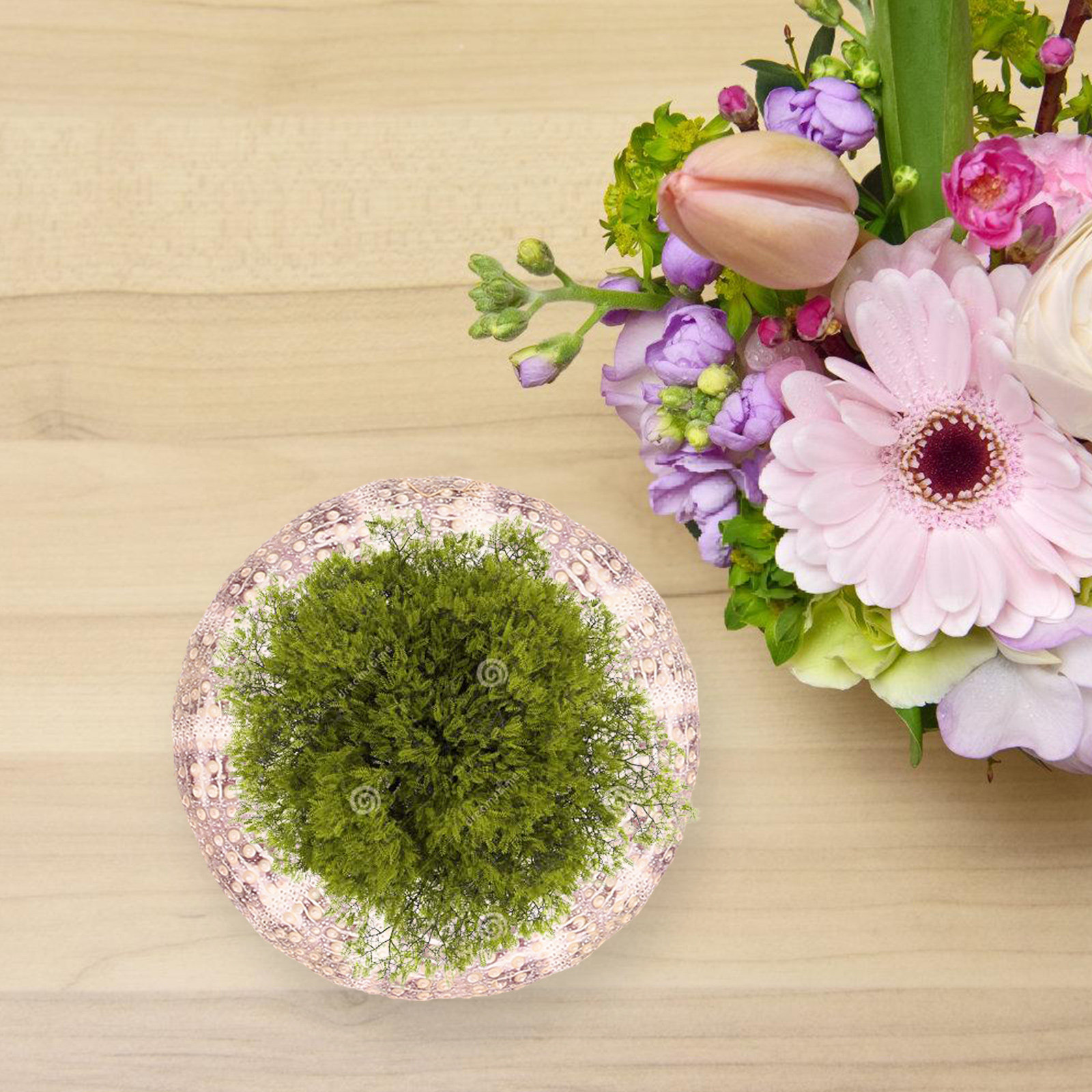 7 Stück Meeresschildkröten-Sch – Aquarium Plant Holder Bewertung und Preis