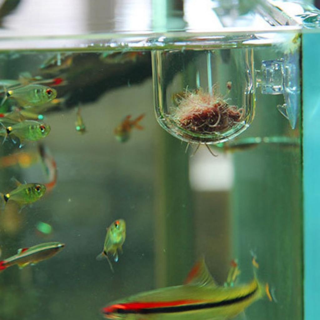 Fischfutterkorb, Glas-Aquarium – Plant Aquarium Pot Bewertung und Preis